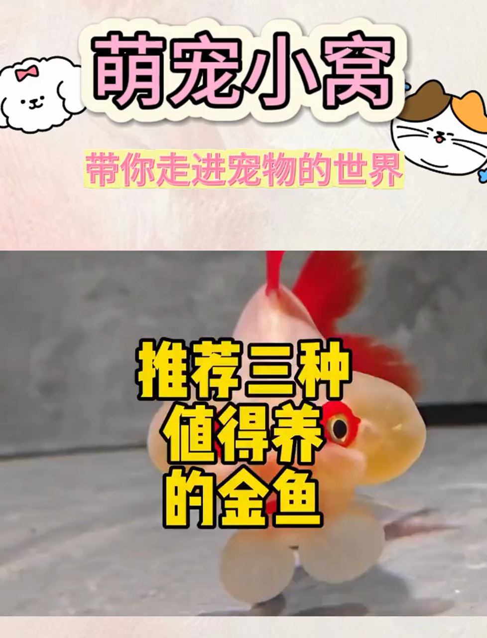 金鱼小友,一起探索它们的奇妙世界吧!