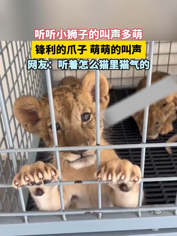 听听小狮子的叫声多萌 锋利的爪子 萌萌的叫声 听着怎么猫里猫气的
