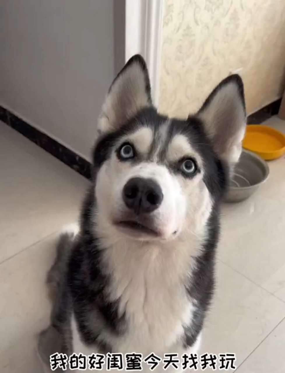 小鸽鸽不是小哥哥