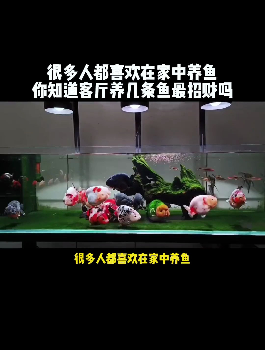 养鱼数量也有讲究?你知道客厅养几条最招财吗!