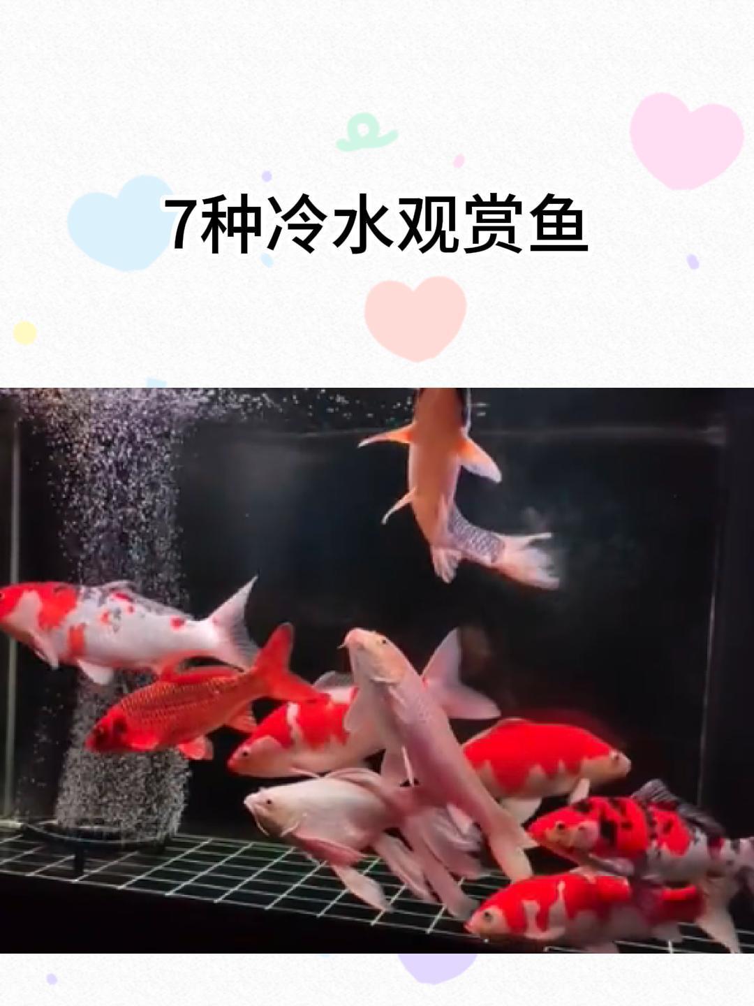 7种冷水观赏鱼,不用加热也可以自然过冬