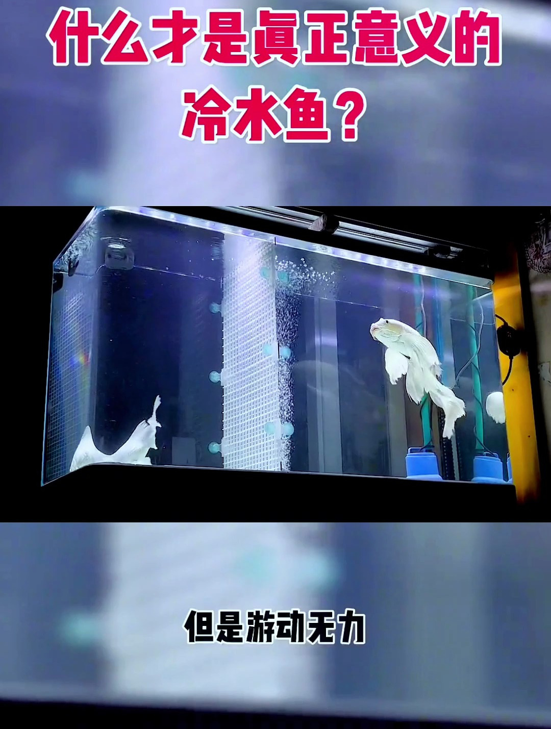 什么才是真正意义的冷水鱼?你还知道什么真正的冷水鱼吗?
