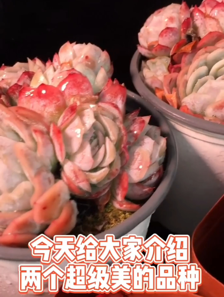 你知道秀妍小叶冰梅多肉吗?今天给大家介绍两个超级美的品种。