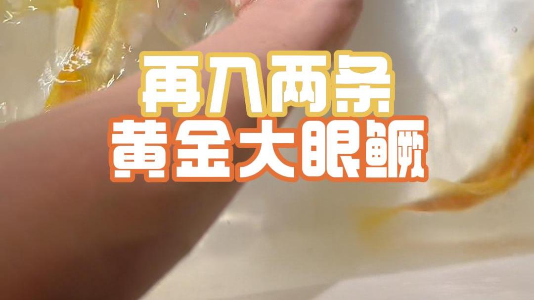 再入两条黄化变异大眼鳜,又是来自河南淅川丹江口水库!