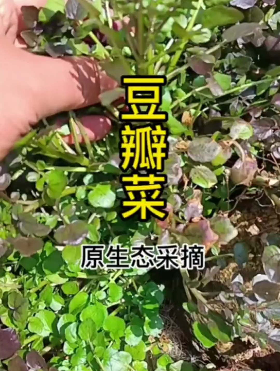 豆瓣菜,即是西洋菜,肺热咳嗽,今天上山难得寻得一片