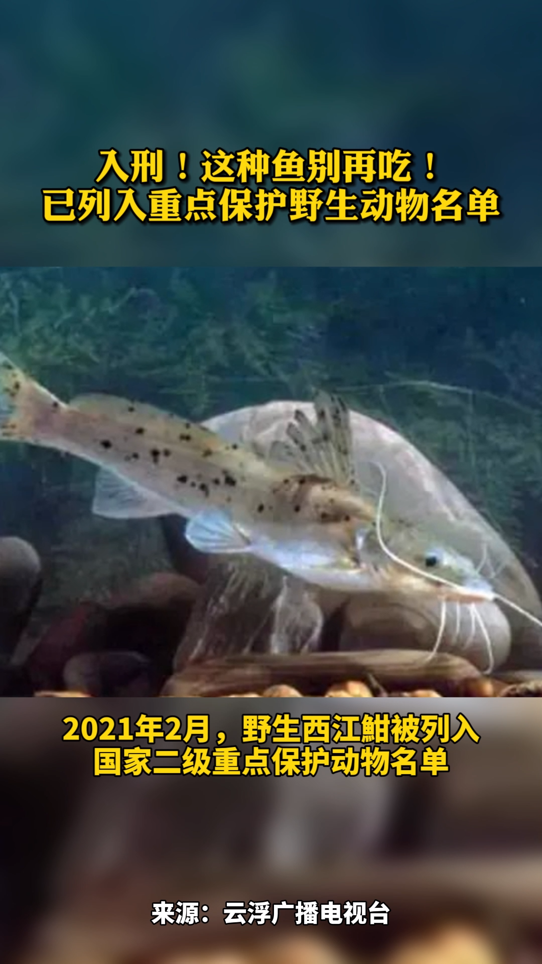 入刑!广州 人别再吃这种鱼!已列入重点 保护野生动物 名单!科普