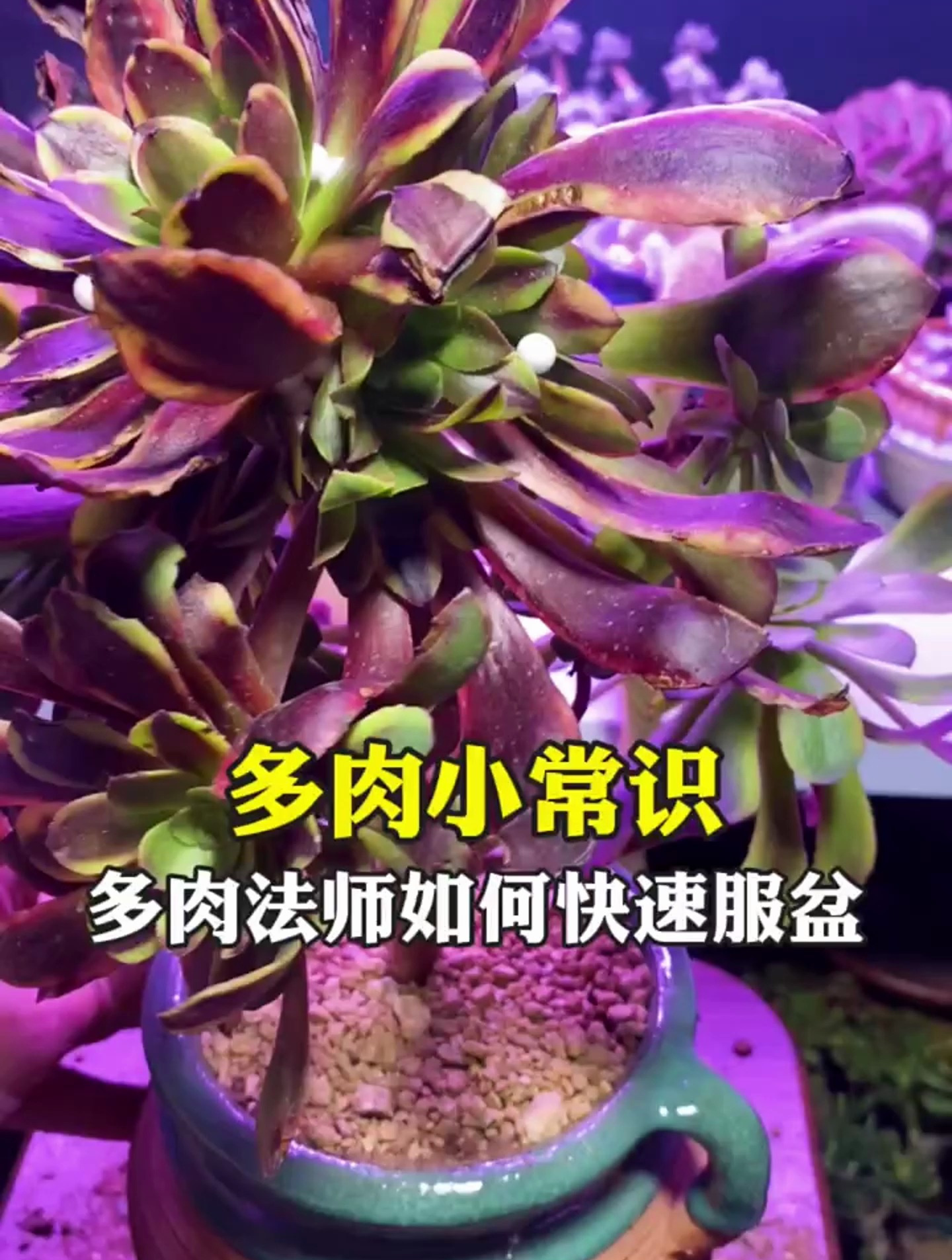多肉如何快速服盆