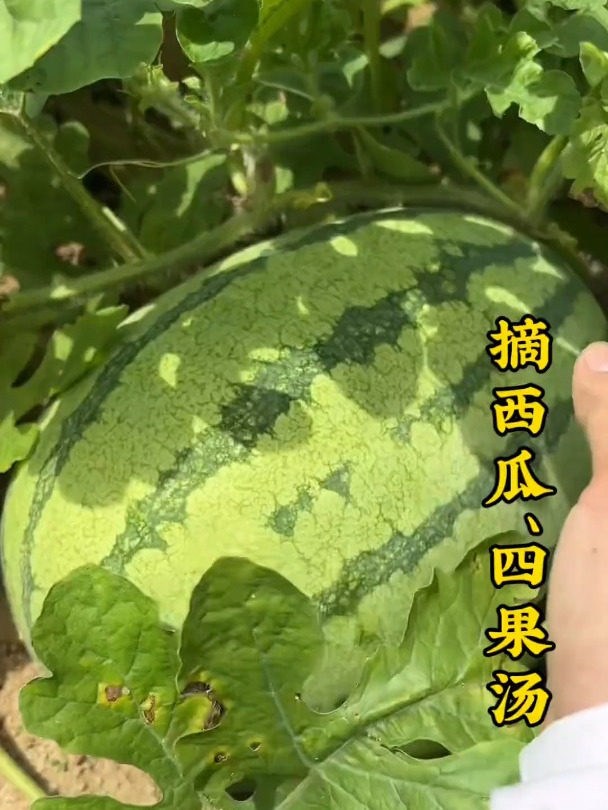 夏天和四果汤更配