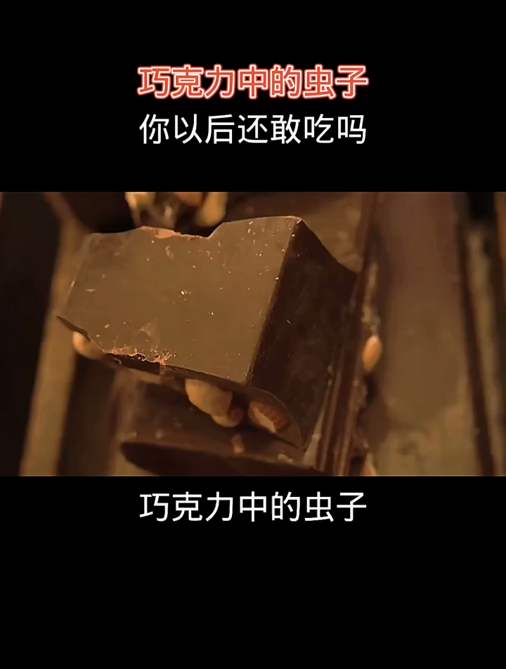 巧克力中的虫子,你以后还敢吃吗?
