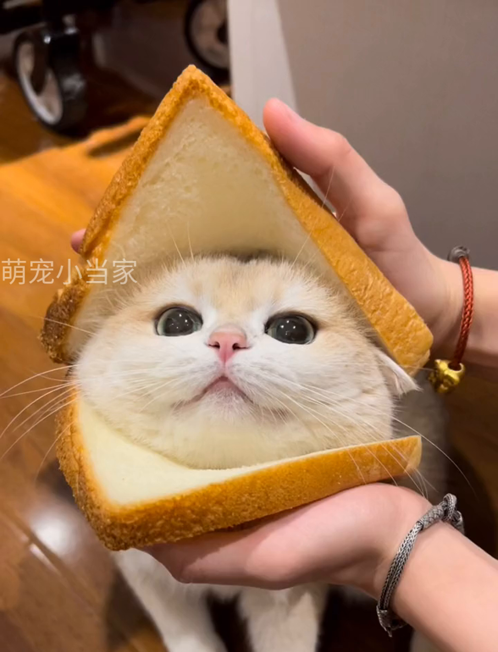 猫猫吐司头像来袭