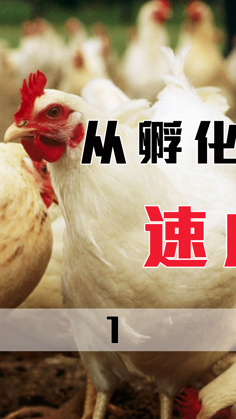 从孵化到变成炸鸡只要45天,速成鸡真的是安全鸡吗?