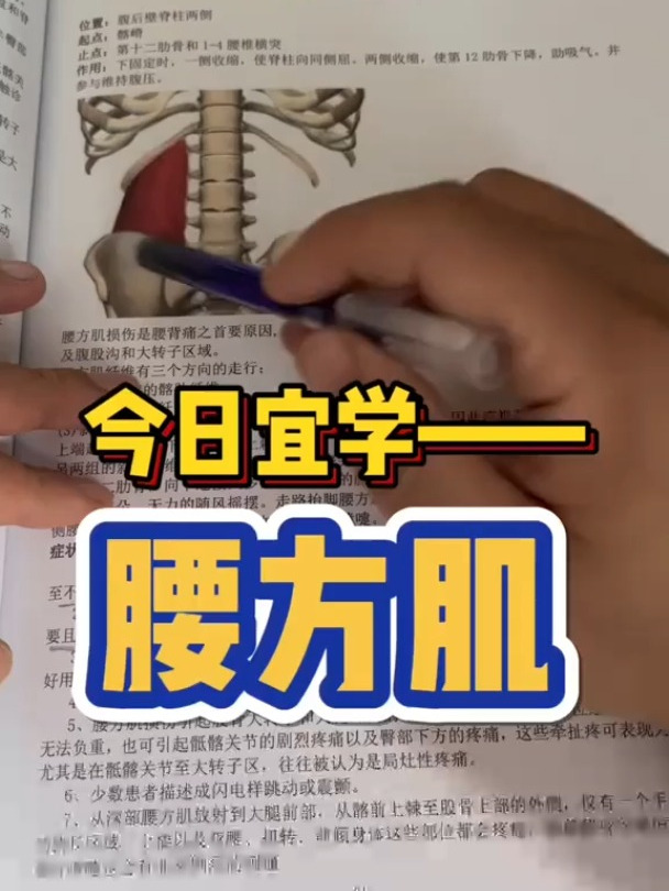 运动解剖腰方肌裴老师讲肌肉肌肉松解肌肉劳损