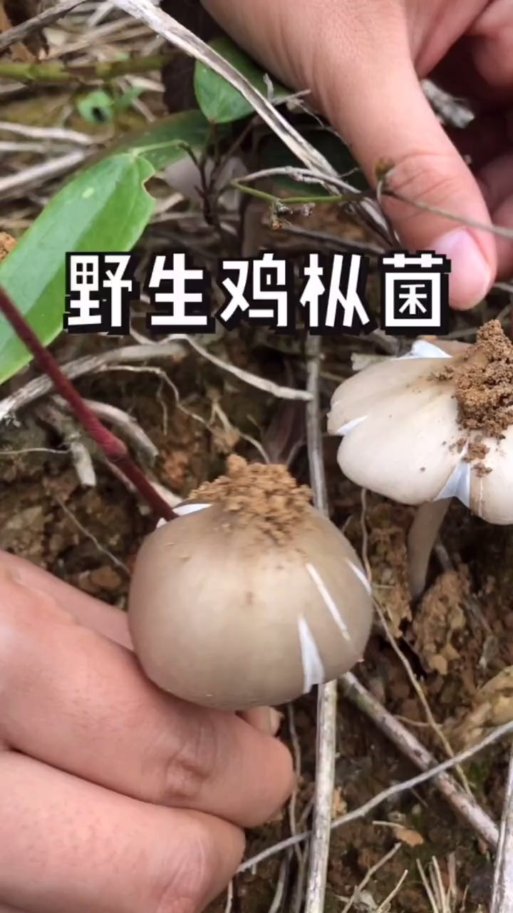 新鲜野生鸡枞菌!今天运气真好,祝看到此视频的老铁们都发大财!