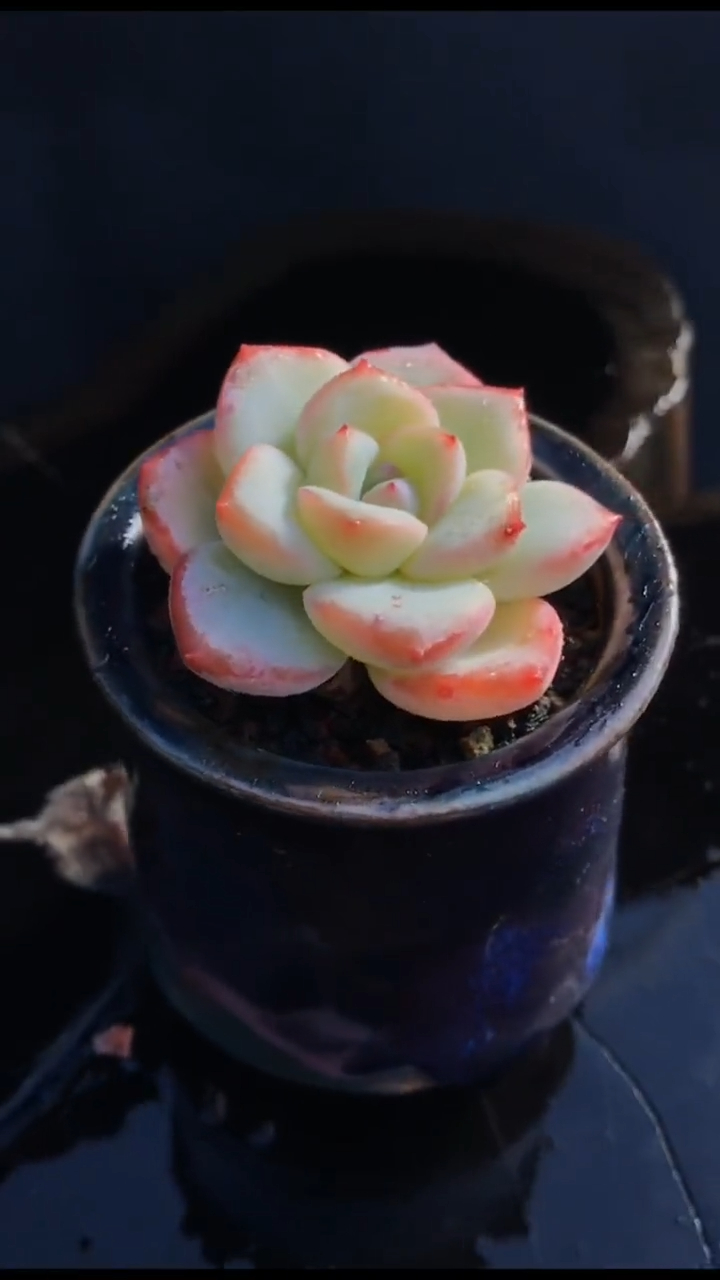 精品多肉 奶油泡芙