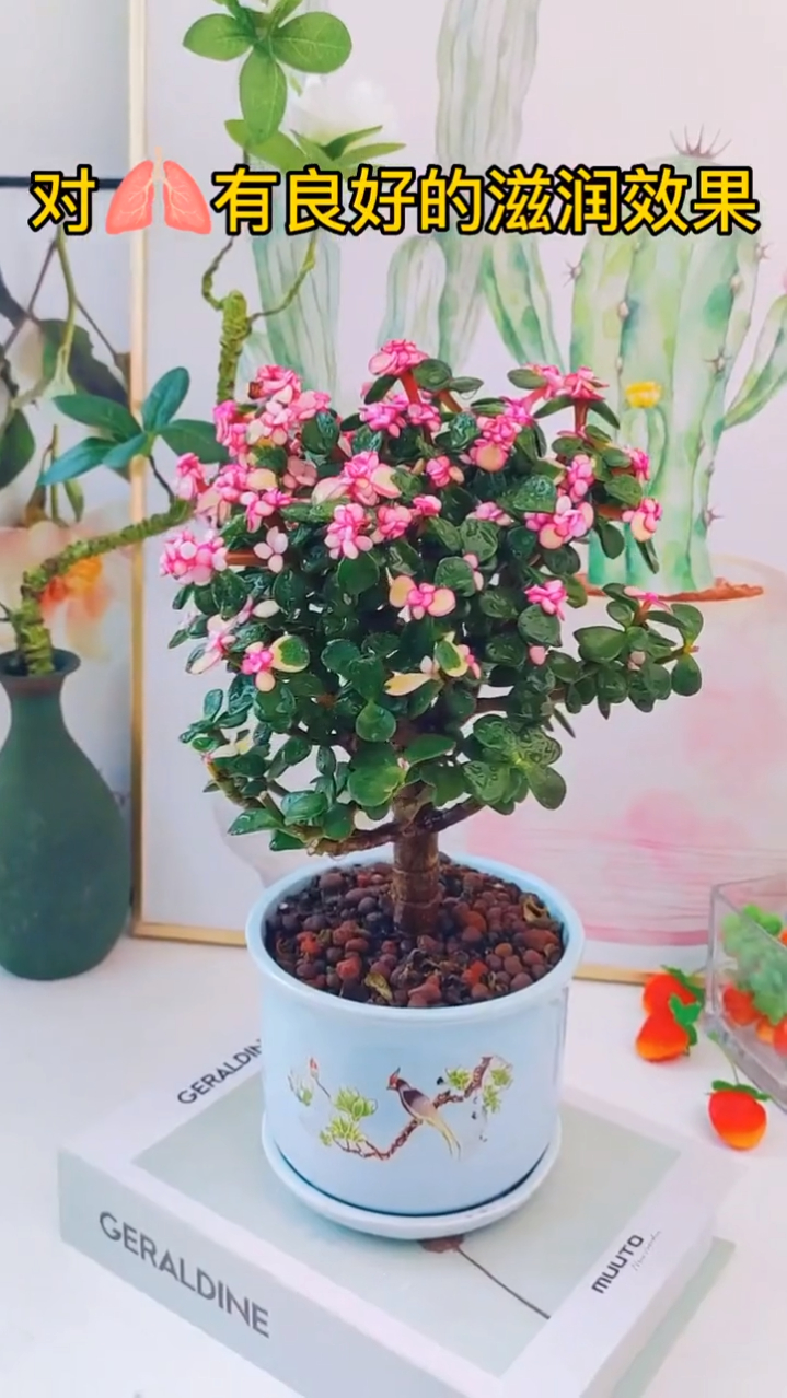 多肉植物金枝玉叶,庭院花卉的花花世界