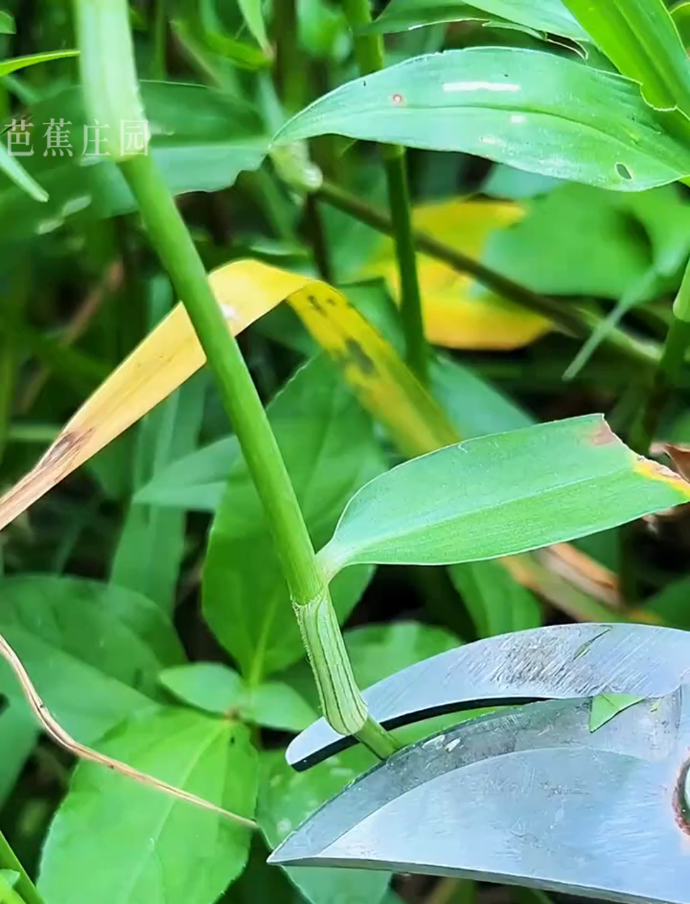鸭脚草,竹叶草的别称,鸭子超爱这口儿