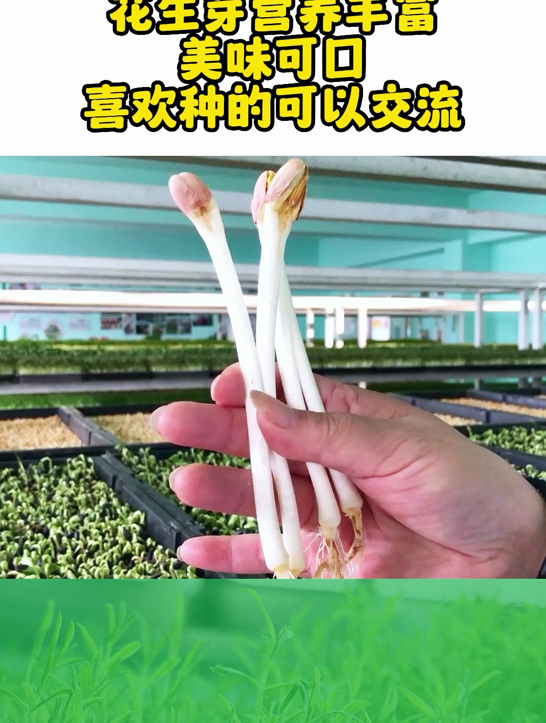 花生芽营养美味,种植也不难,会种后找个门头,菜市场摆摊均可