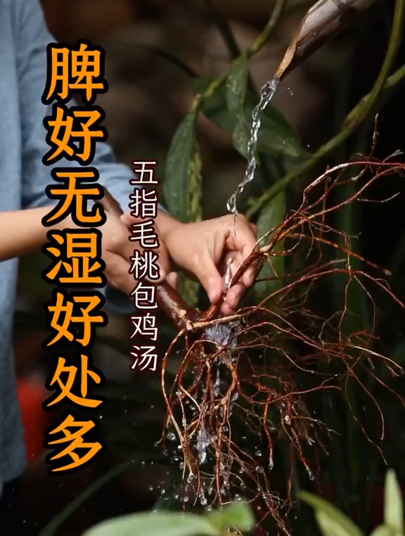 今天与庄主上山挖了一颗五指毛桃,配上山里养的土鸡,太好吃了!