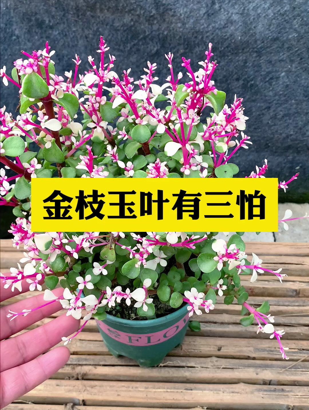 金枝玉叶有3个“忌讳”,顺着习性养,几年养成老桩盆景