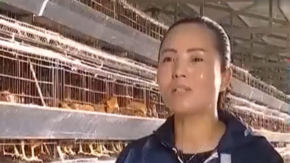 养鸡场用自动化的饲养设备 减少人工投入提高生产效率 前妻投入大
