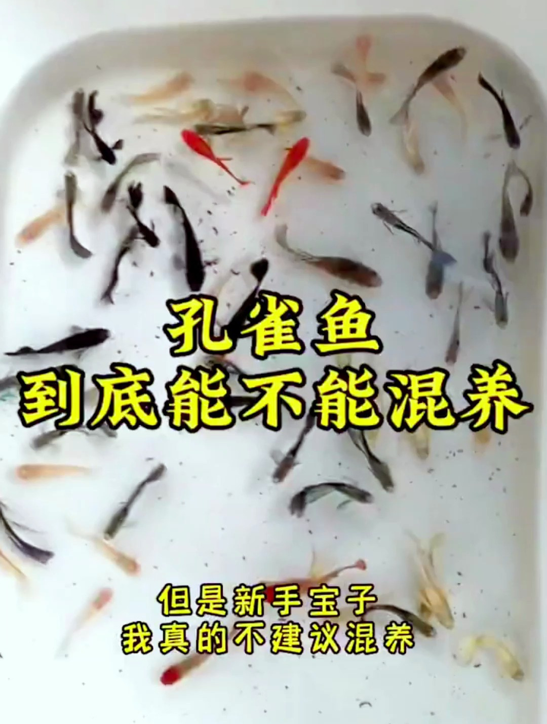 孔雀鱼可以混养吗?新手一定要看!