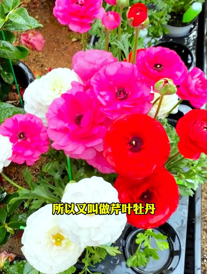 令人无法抗拒的花毛茛,太仙了!养护方法简单,2个月就有花赏