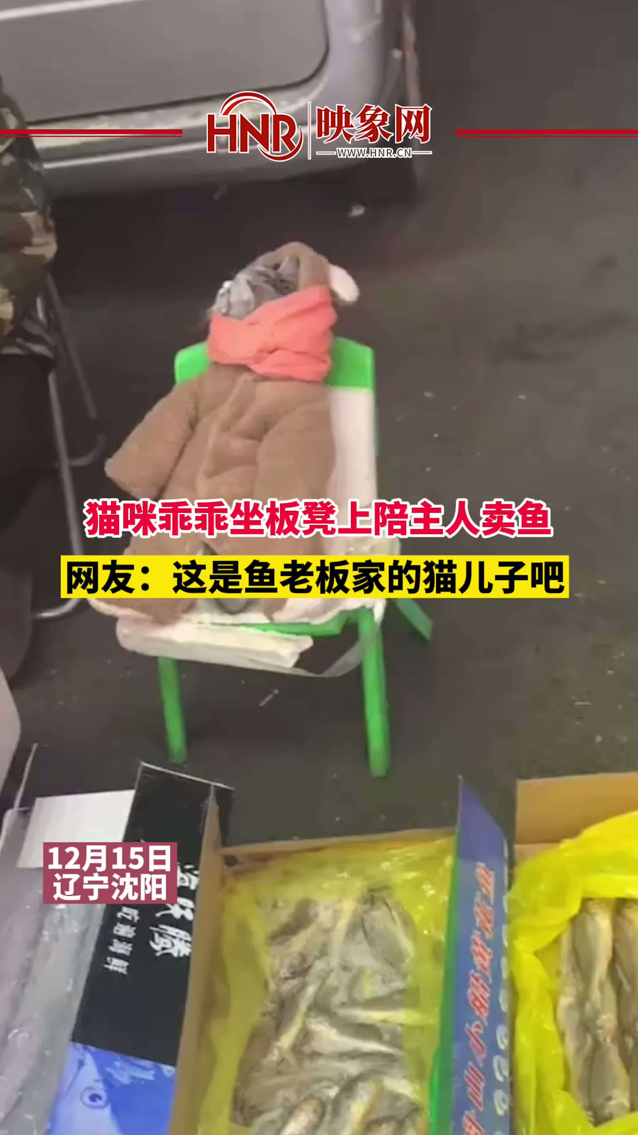12月15日,辽宁沈阳。猫咪乖乖陪主人卖鱼,穿着婴儿服坐板凳上超可爱。超有爱 别人家的猫