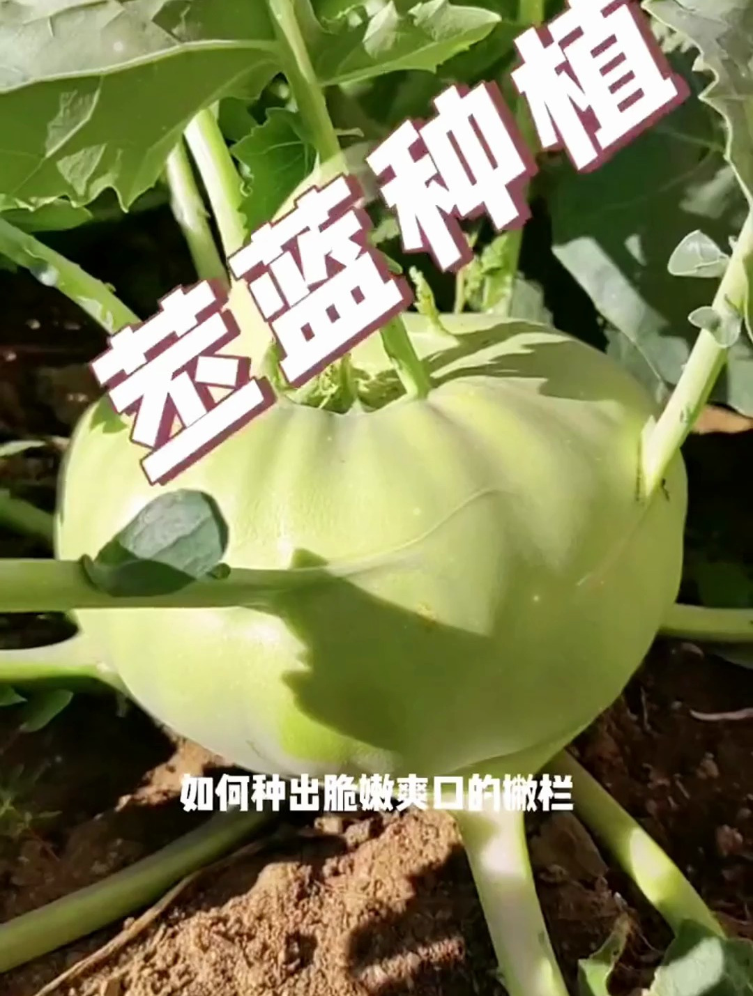 酥脆爽口的苤蓝,播种浇水后,记得盖一层薄土利于出苗