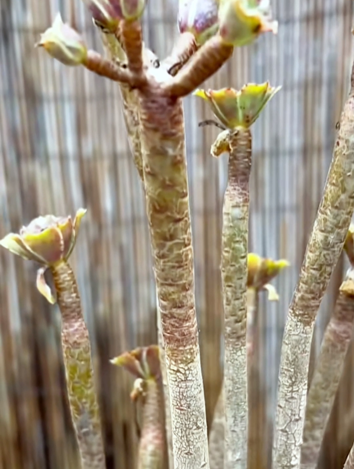 盆景轻轻一碰就掉叶子,或者直接秃了,这种都死根部出现问题