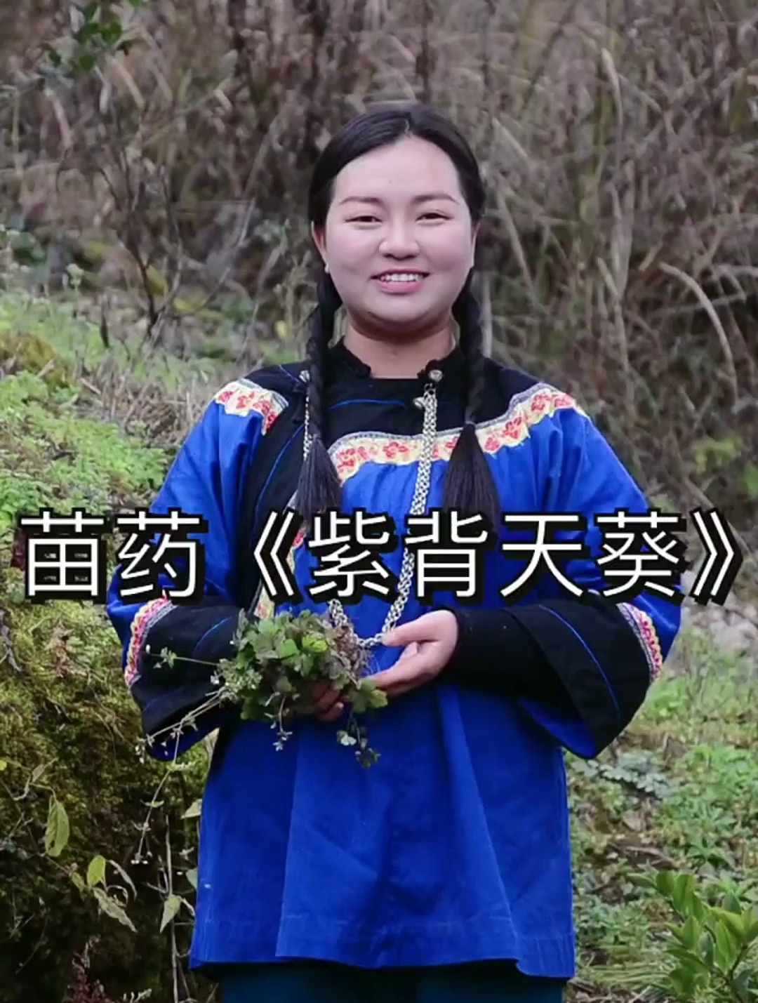 紫背天葵 健康科普