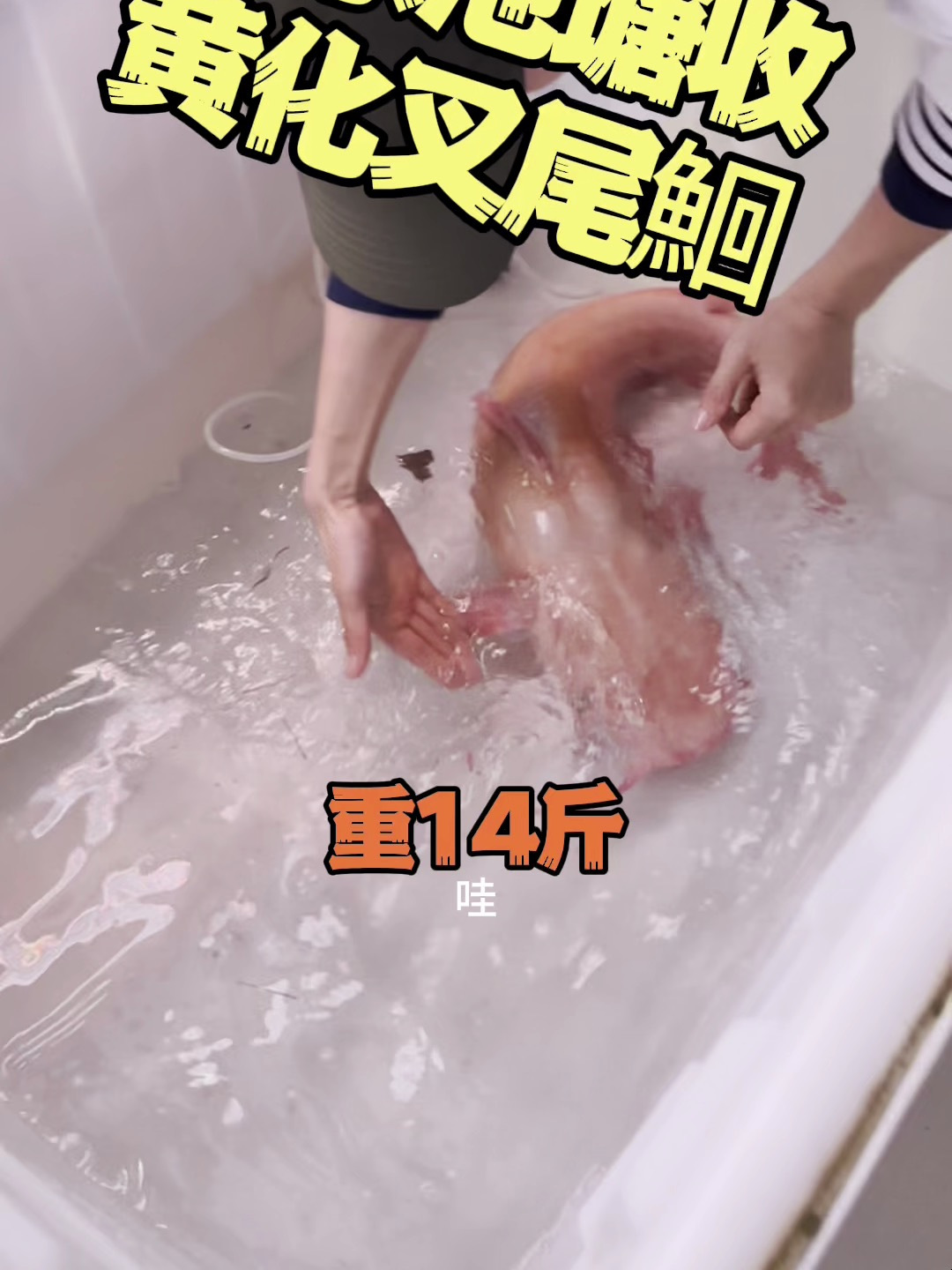 大个体黄化叉尾鮰来袭,出自本地农家三十多年未干的大深坑