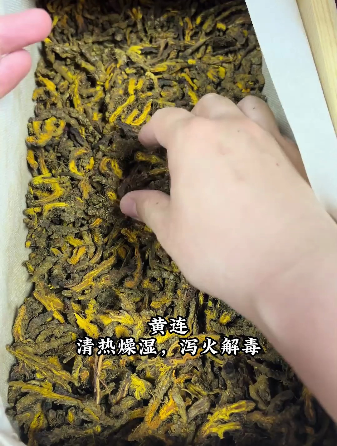 中药科普——黄连