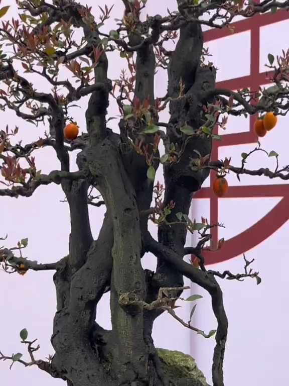 金弹子造型能做出岭南盆景中好看的鸡爪枝吗