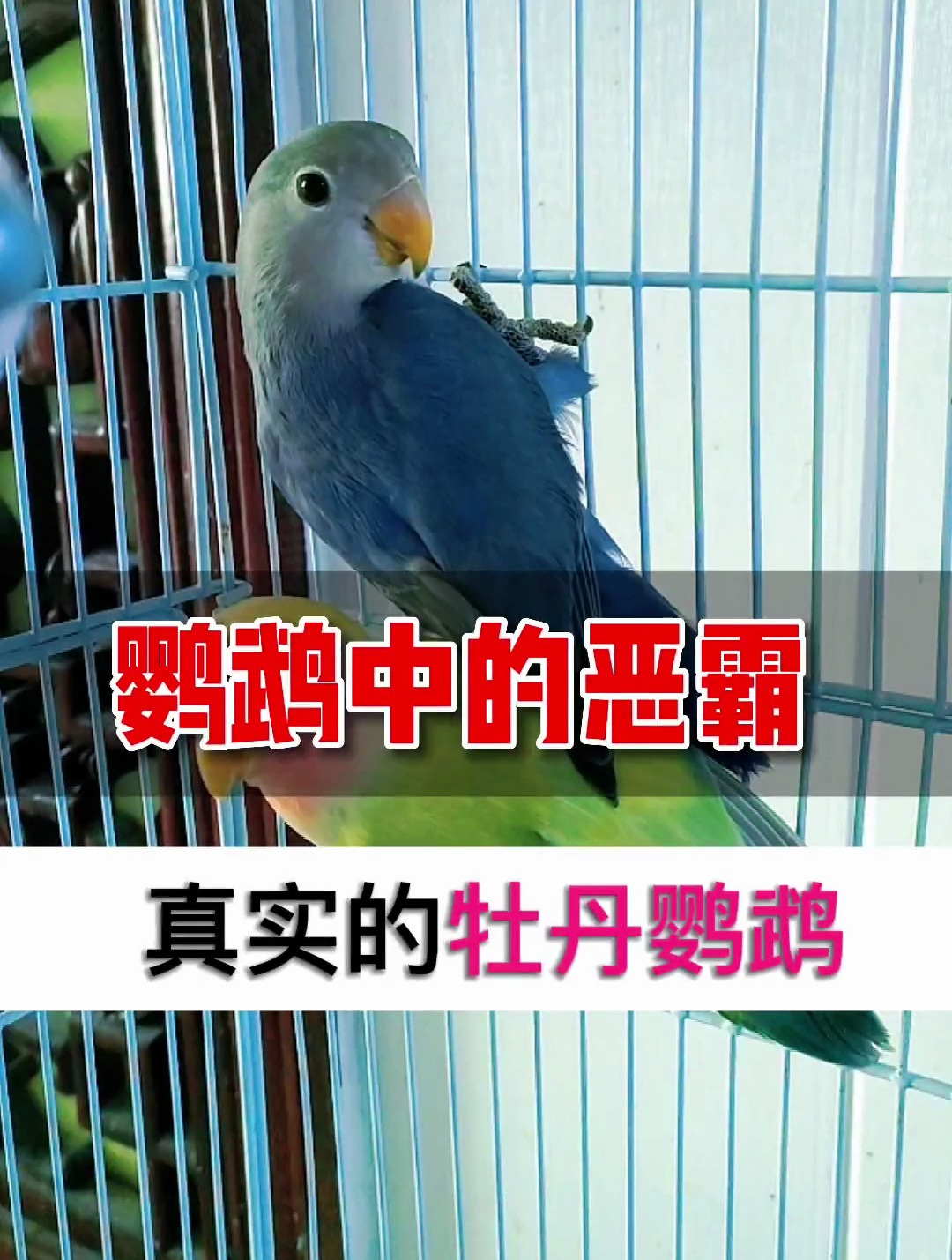鹦鹉中的恶霸紫罗兰牡丹鹦鹉 你是真的喜欢吗