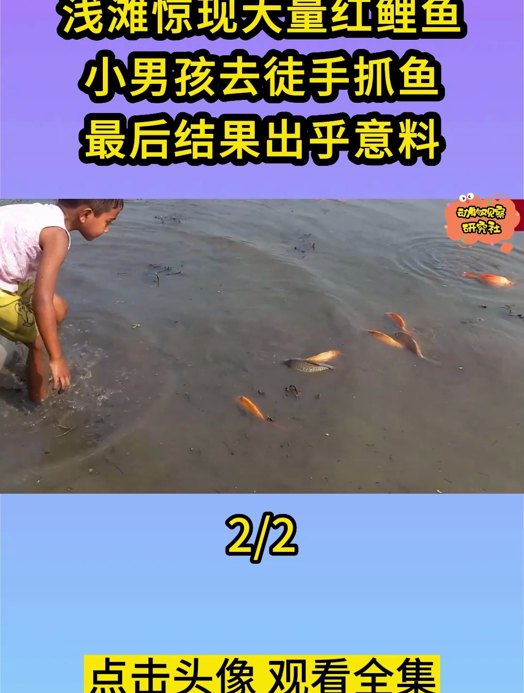 浅滩惊现大量红鲤鱼,小男孩去徒手捉鱼,最后结果出乎意料2
