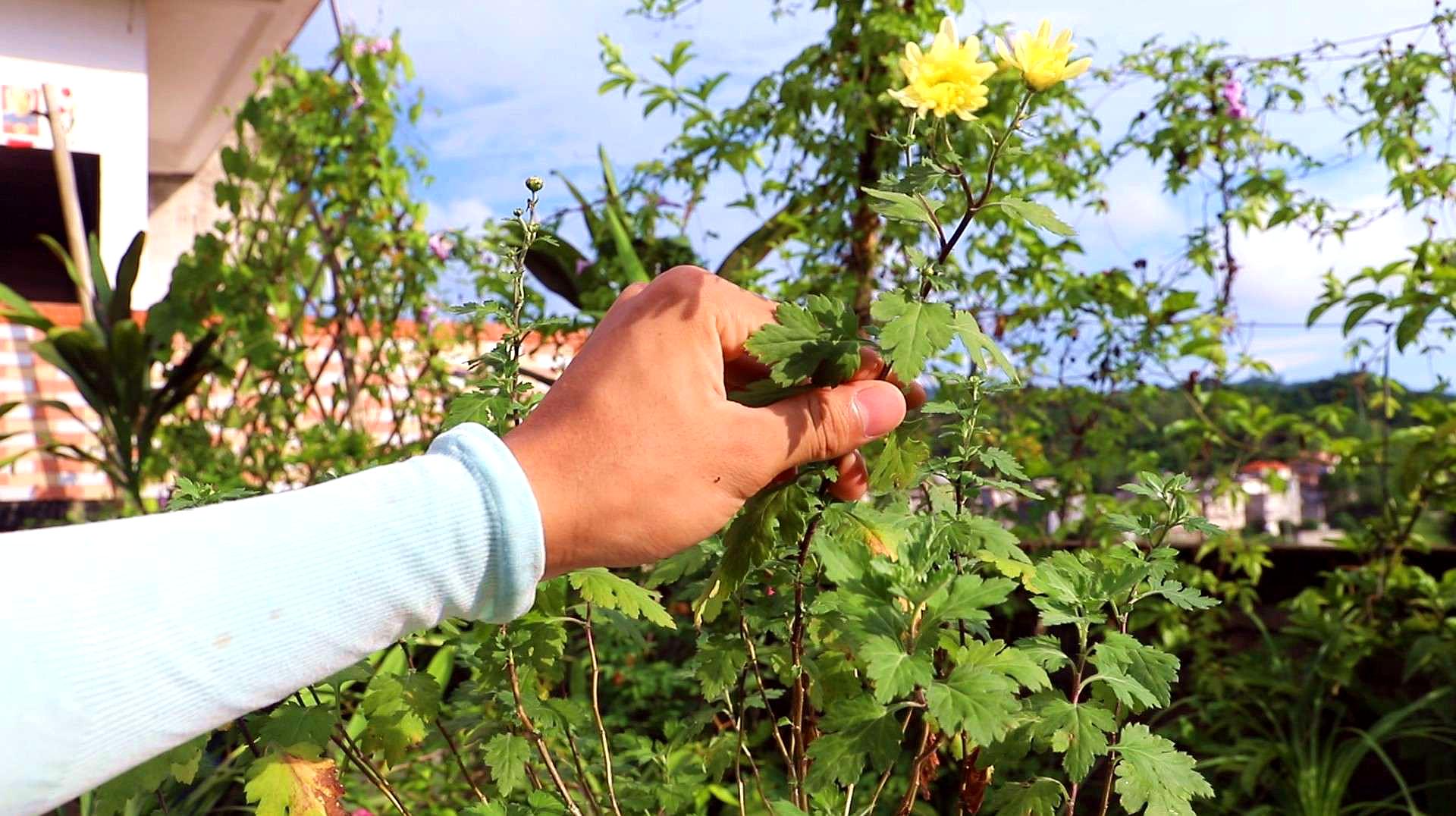 [图]夏天养菊花,抓紧时机进行大修剪,秋季一到开花爆满盆