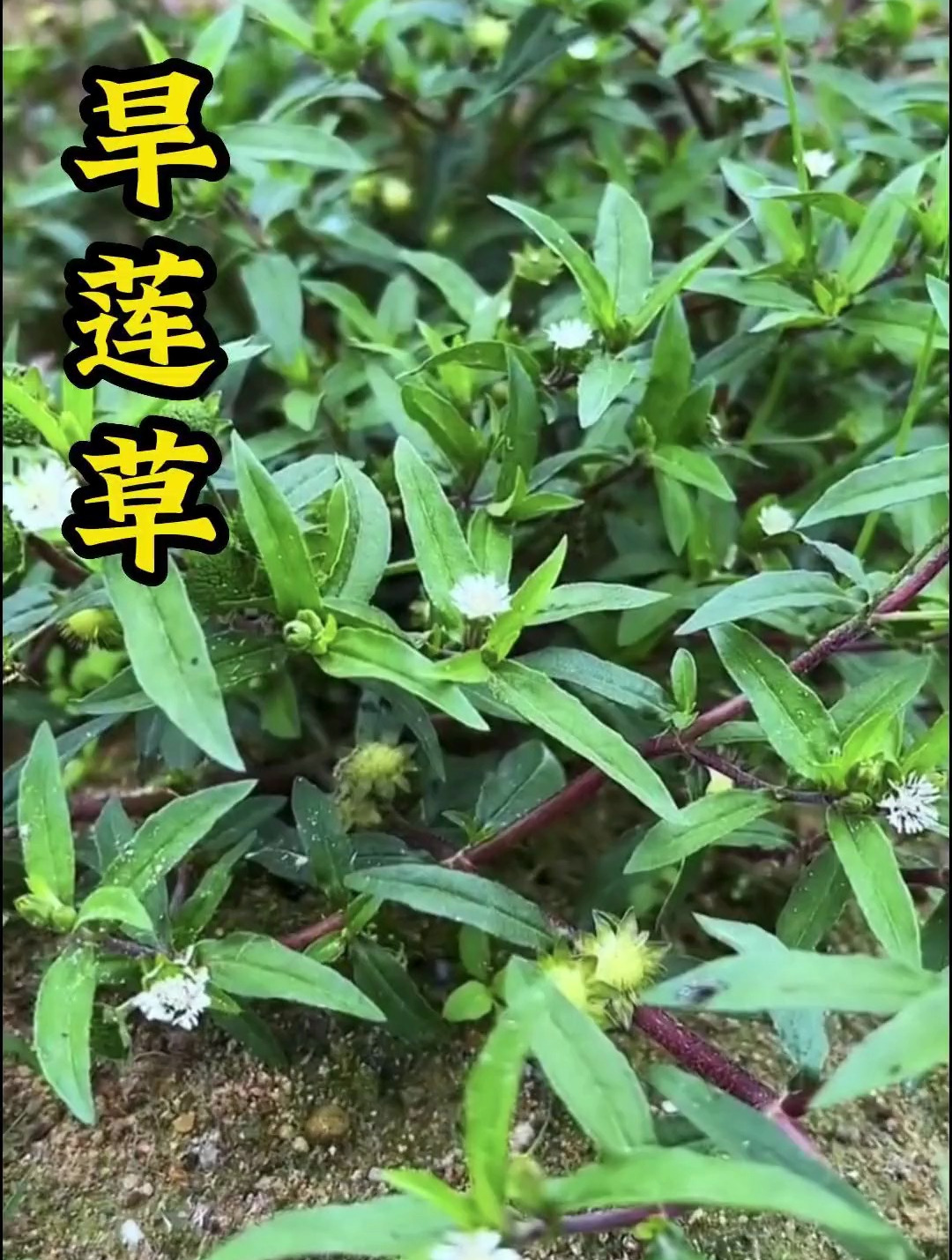 植物科普：你在野外见到过旱莲草吗？你知道它的作用与功效吗？