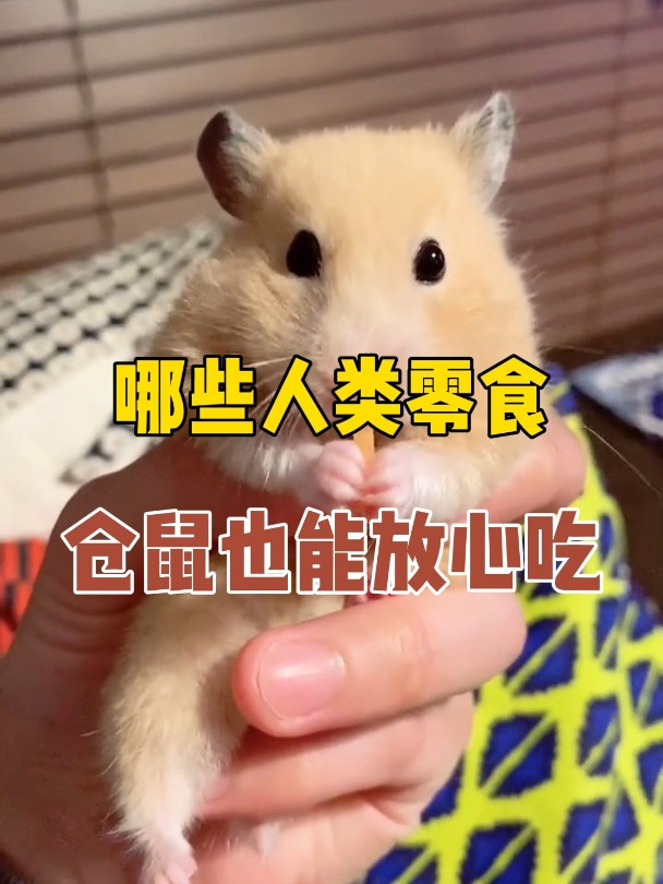 哪些人类食物仓鼠也能放心吃?第10集