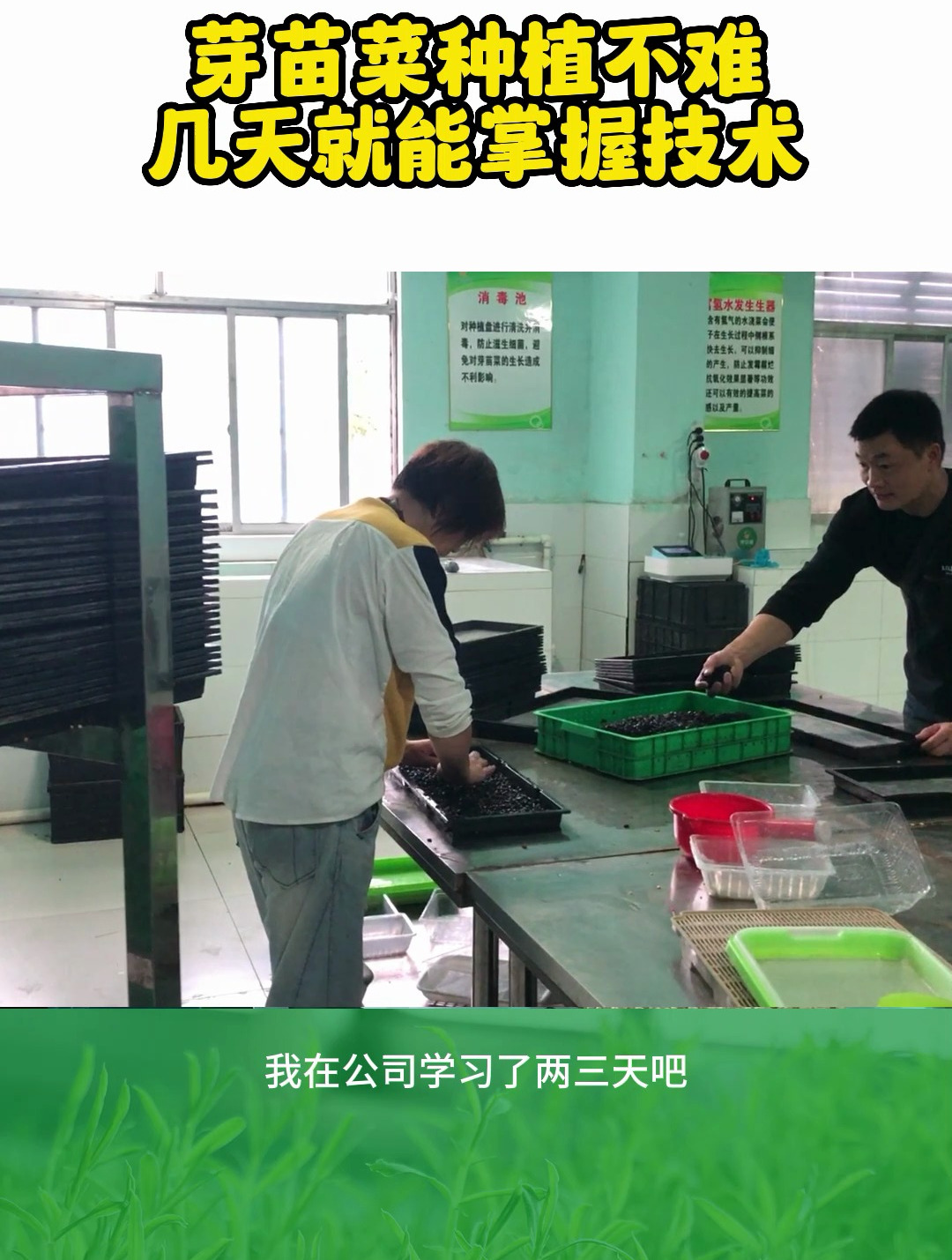 芽苗菜种植的技术并不难,几天就能掌握技术