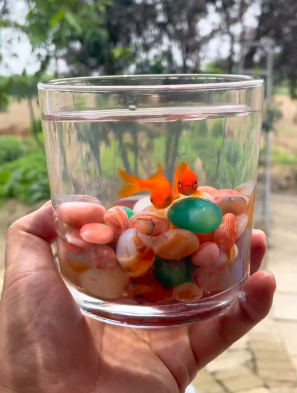 雨花石鱼缸造景、水培植物真的好看