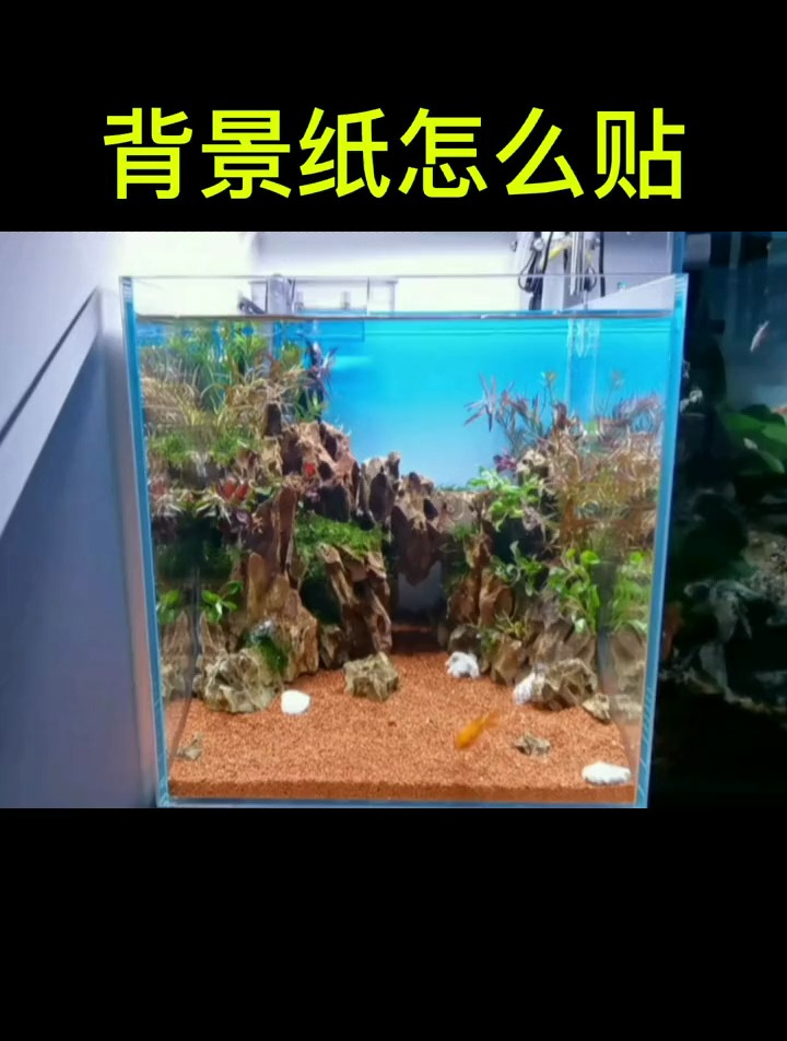 鱼缸背景纸怎么贴?
