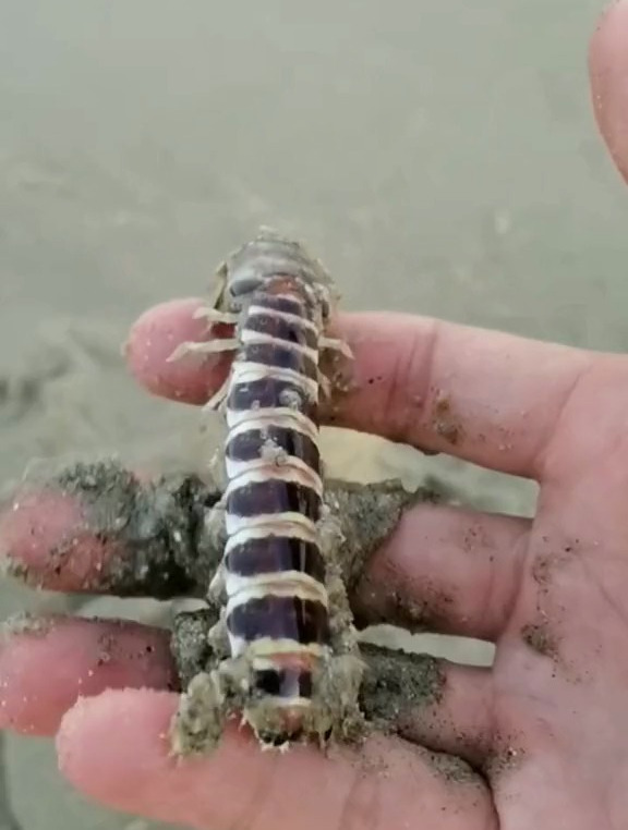 赶海抓到一条聪明的斑马蜈蚣银环虾,会装死的