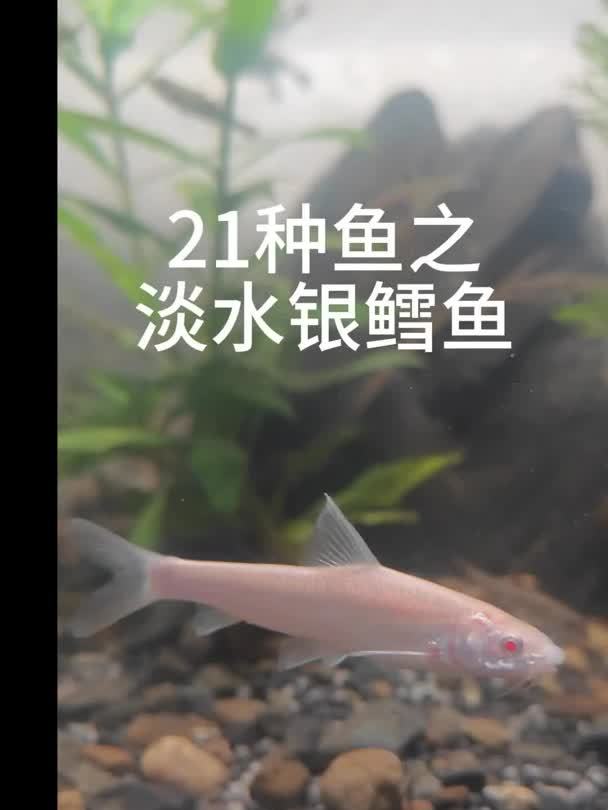 淡水银鳕鱼,这种鱼你们见过吗?