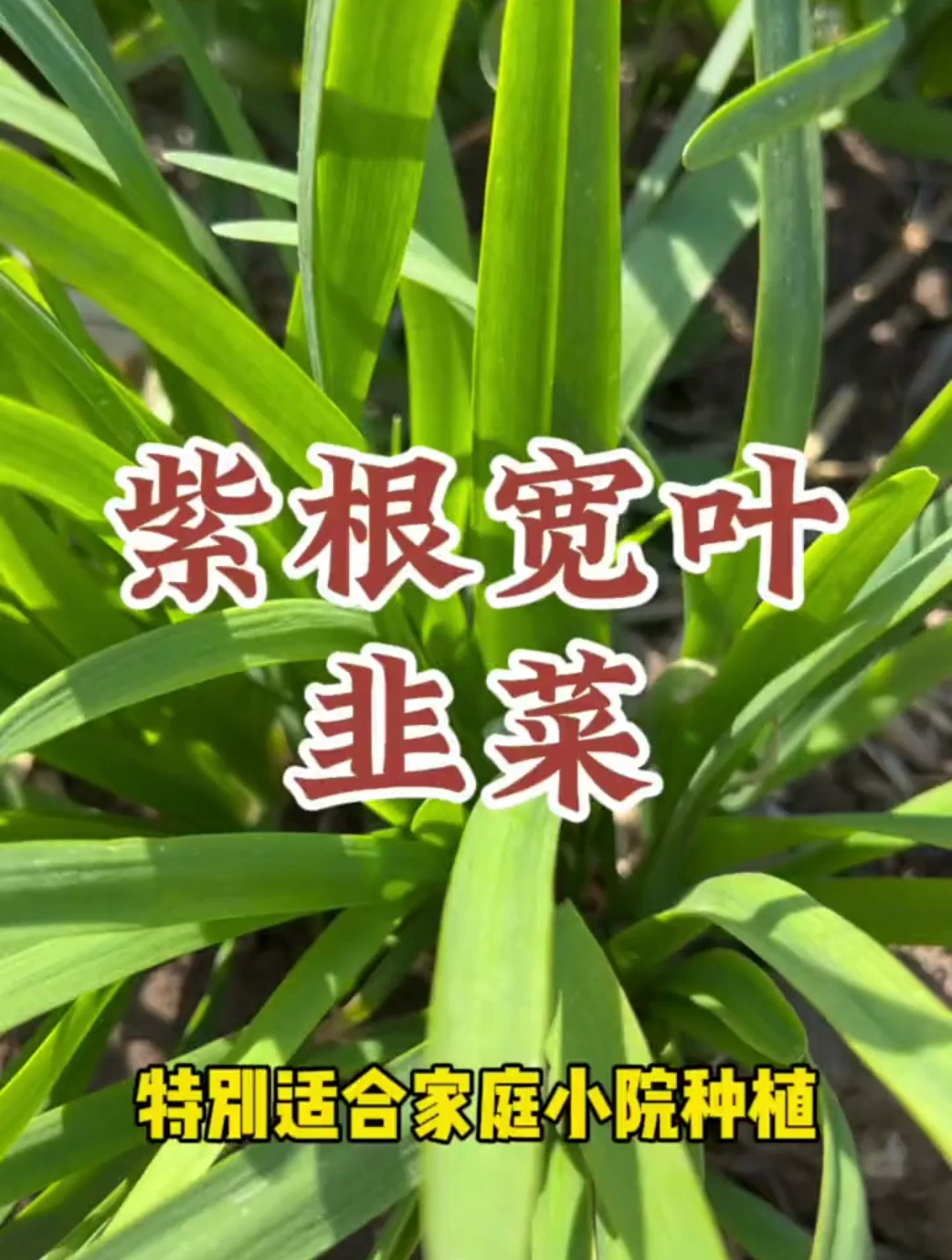 种一次可以吃很多年的紫根宽叶韭菜