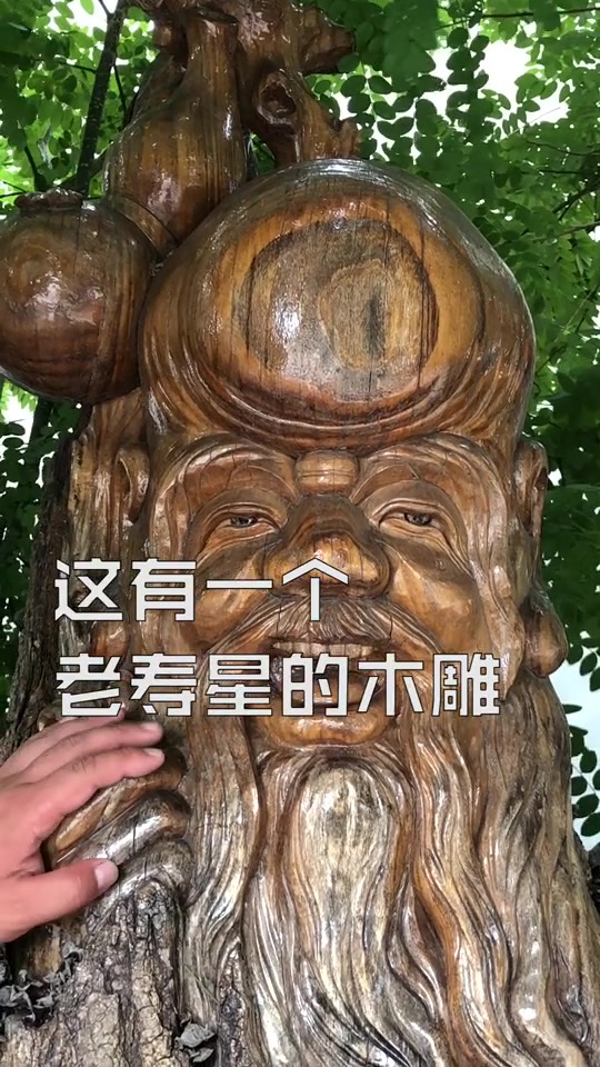 树上长出了个寿星脸?还是活的?!