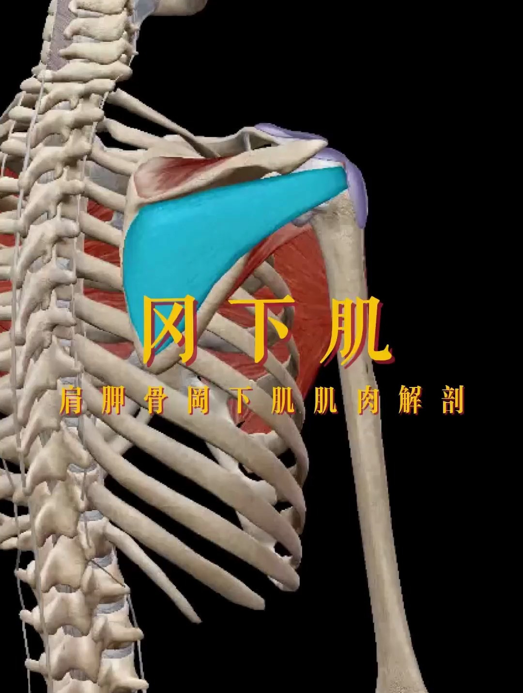 肩胛骨冈下肌肌肉解剖