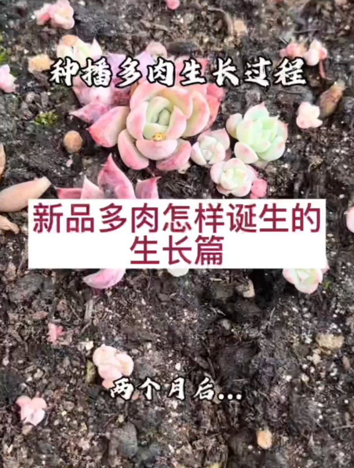一颗种子如何养成一颗大多肉?大家快来一起体验播种的乐趣吧 ~