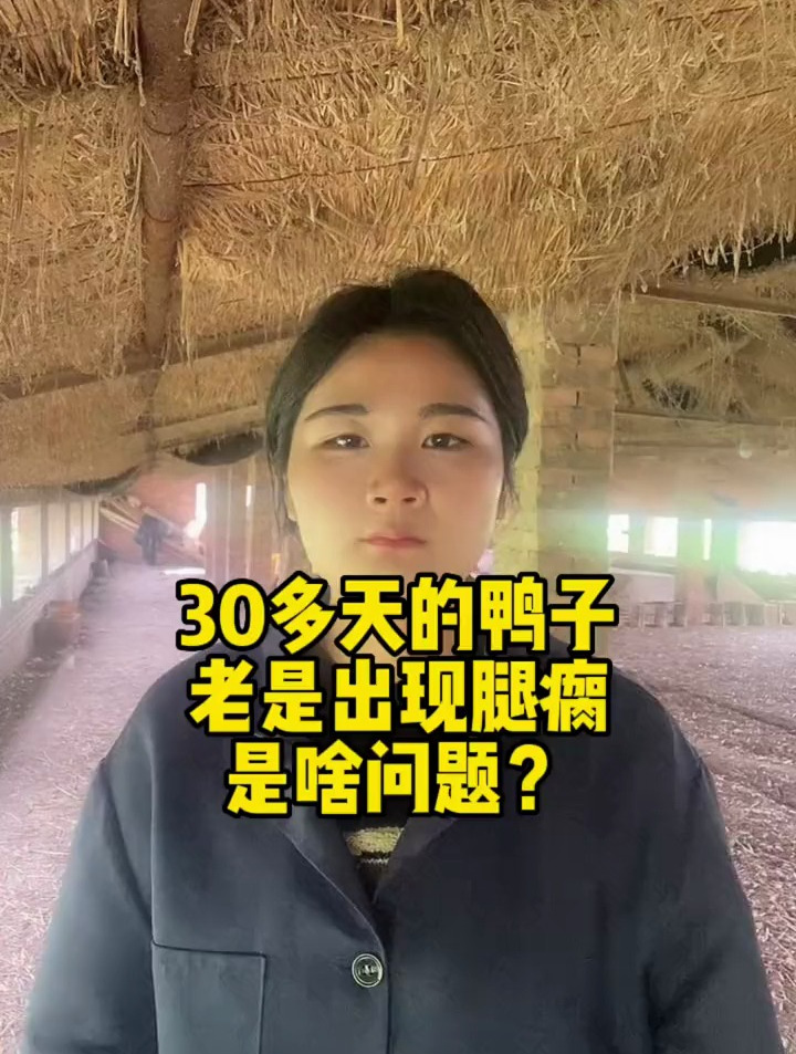 30多天的鸭子老是出现腿瘸,是什么问题导致的呢?