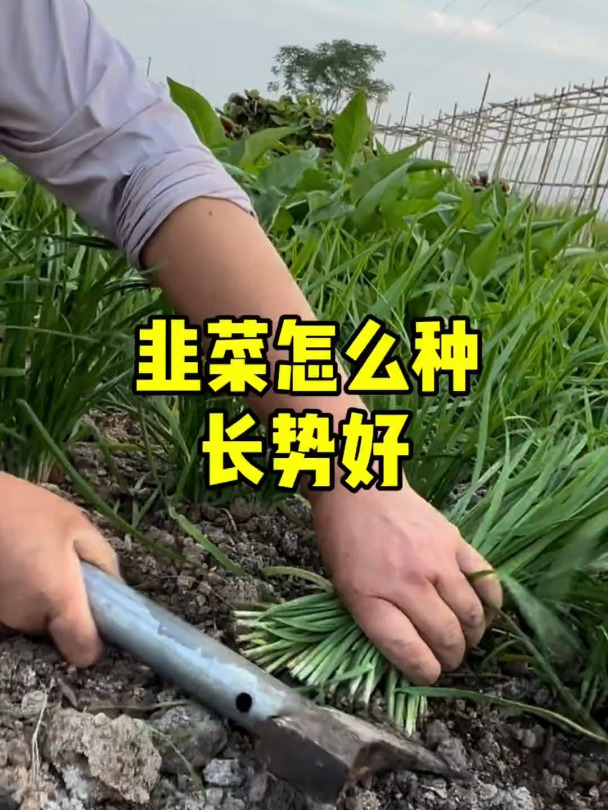 韭菜怎么种植长得快?这样做简单现在种下个月就能吃韭菜饺子啦!