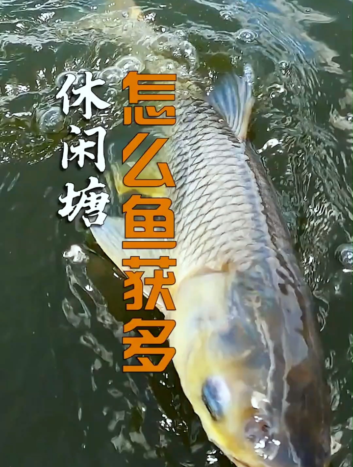 休闲鱼塘怎么钓鱼了,学会了连杆都停不下来